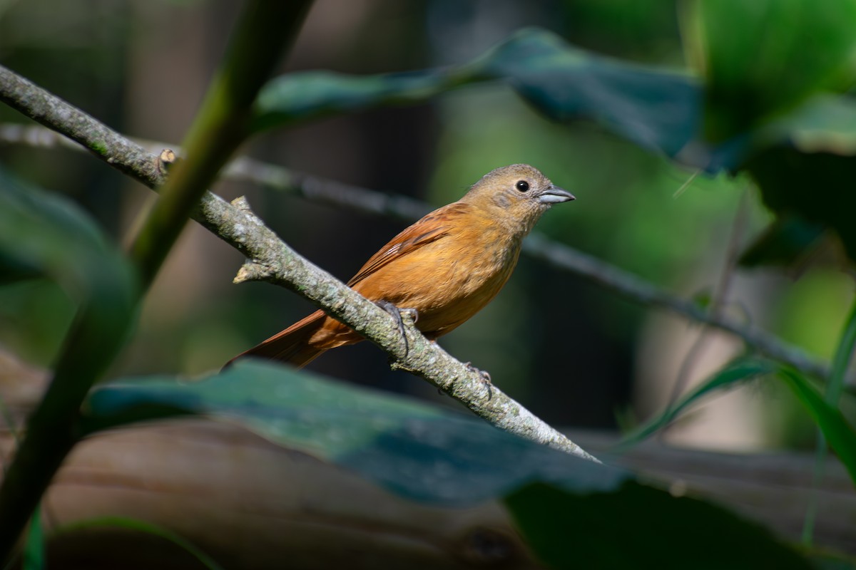 Ruby-crowned Tanager - ML644246641