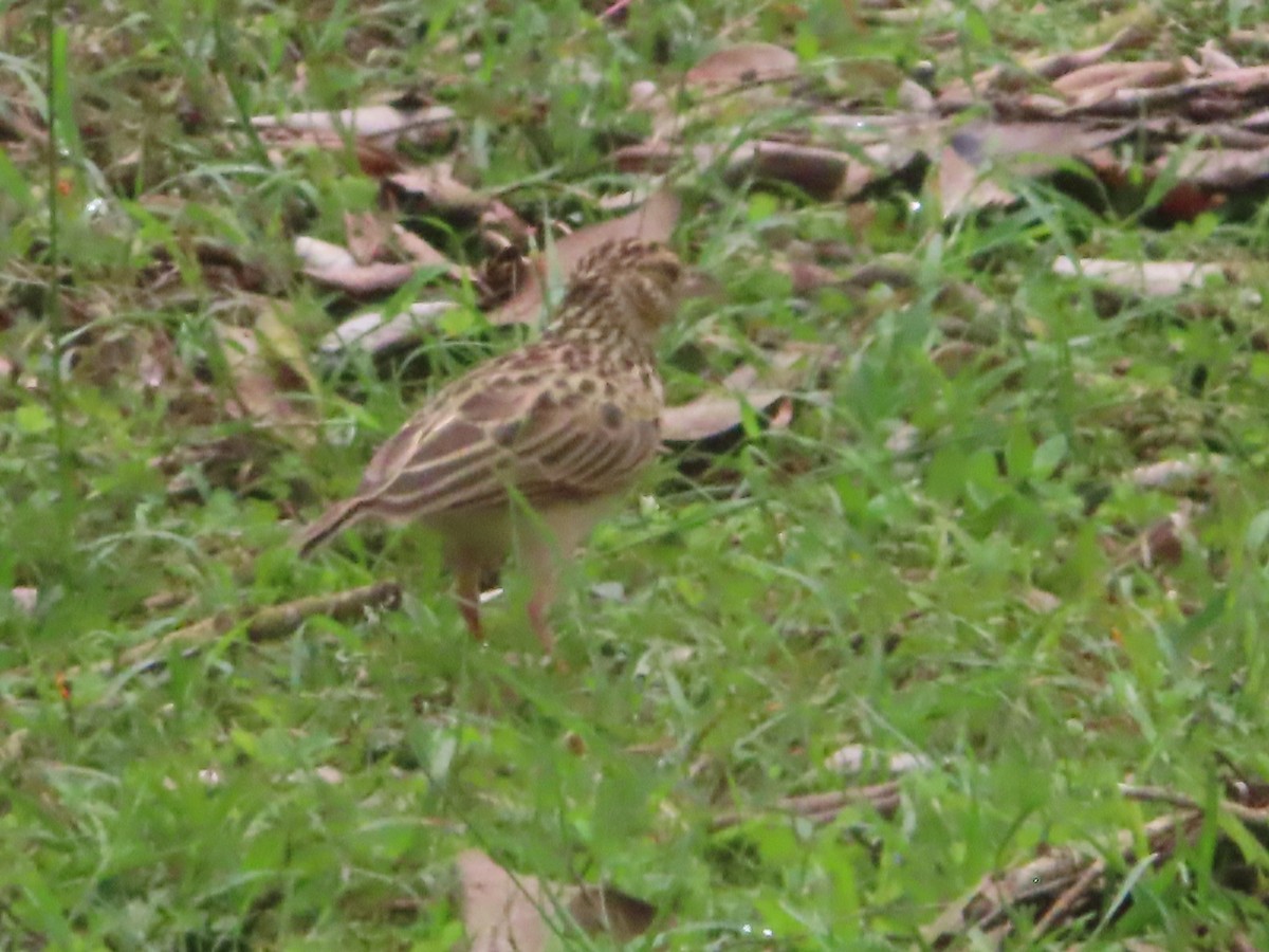 ghatslerke - ML644246650