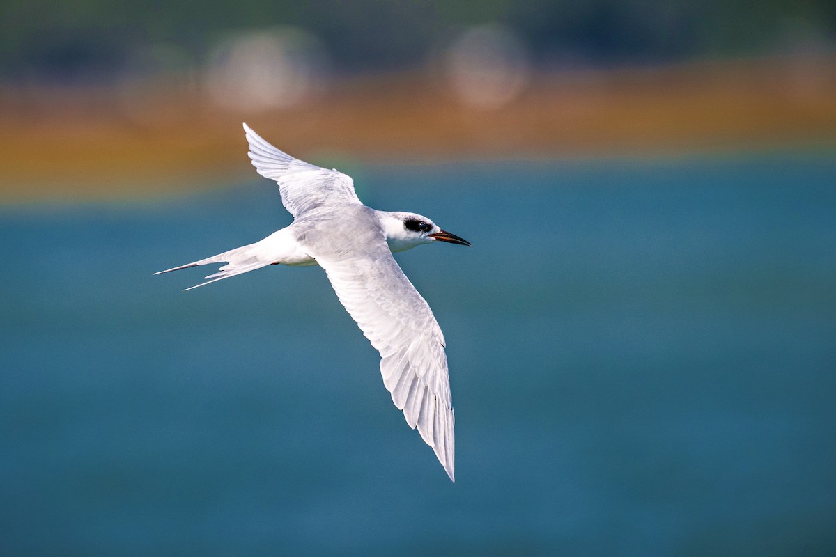 メリケンアジサシ - ML644246652