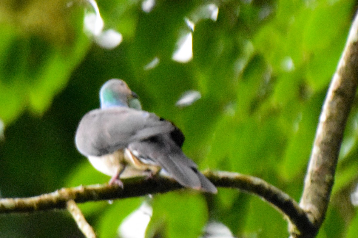Barred Cuckoo-Dove - ML644246659