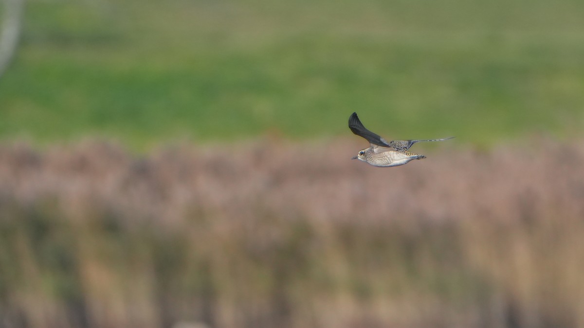 Буурал сүвээ цагаан - ML644246660