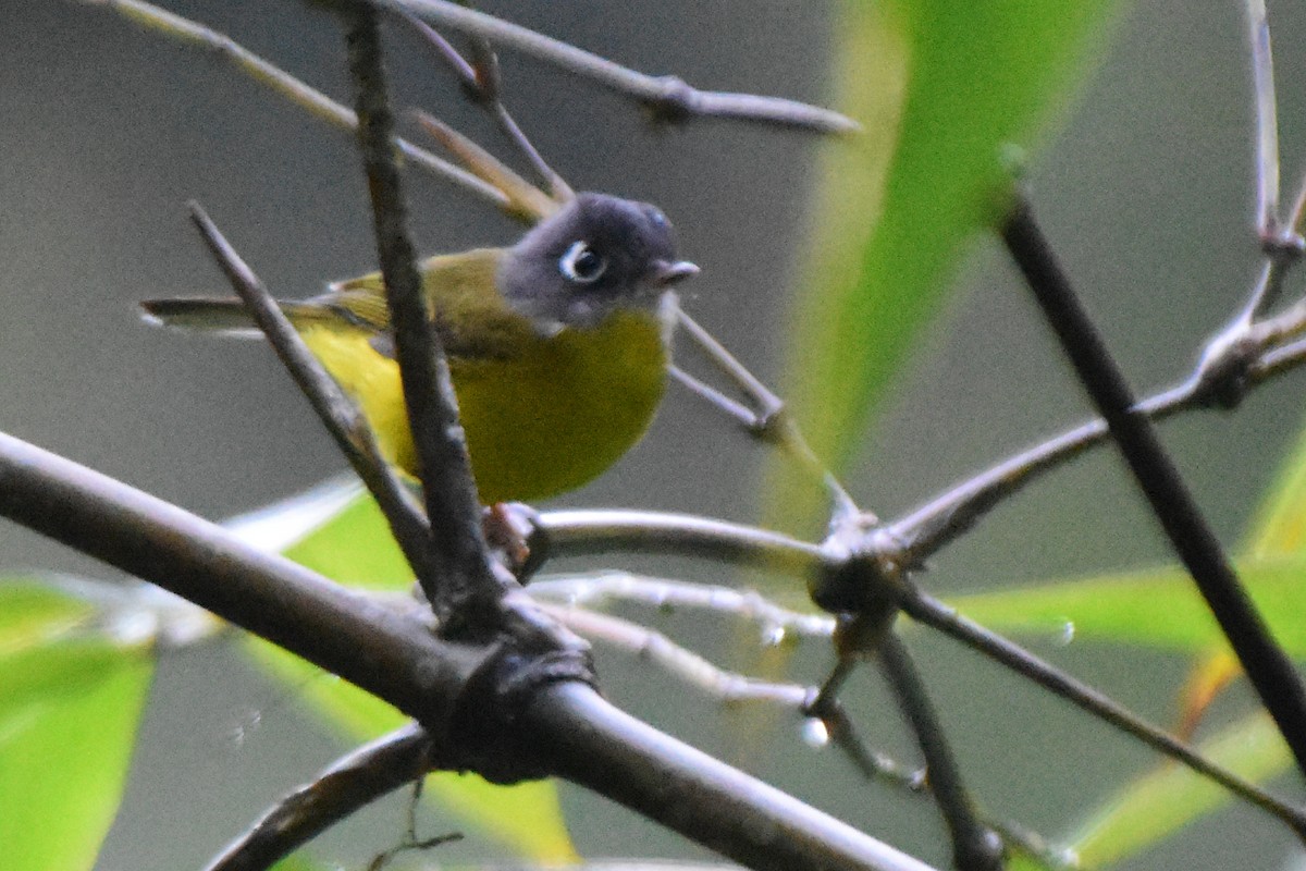 Gray-cheeked Warbler - ML644246672