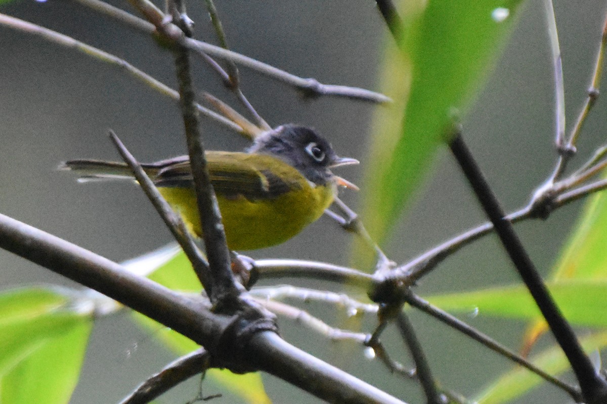 Gray-cheeked Warbler - ML644246673