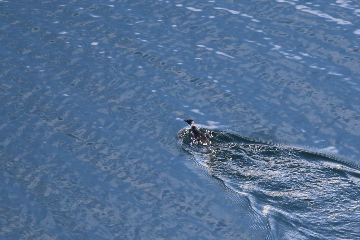 Magellanic Penguin - ML644246677