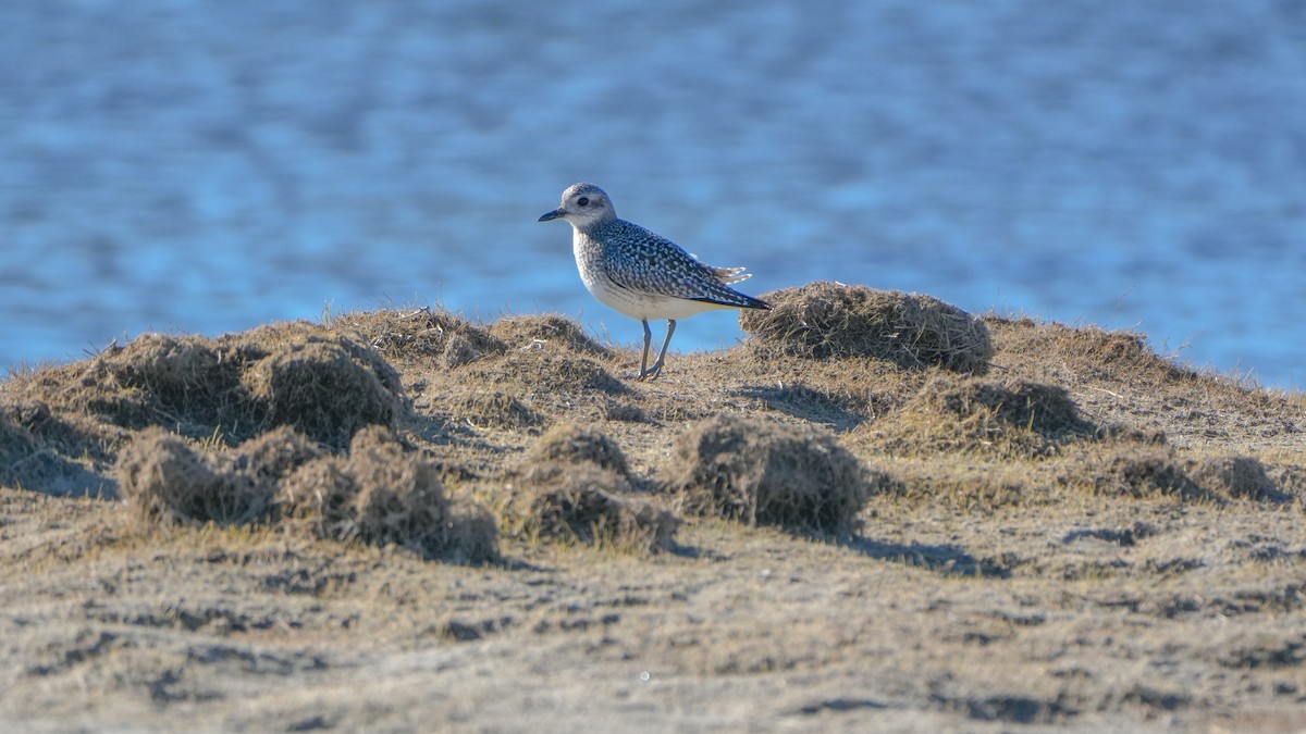 Буурал сүвээ цагаан - ML644246682
