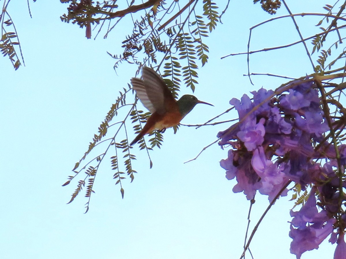 Amazilia Hummingbird - ML644246694