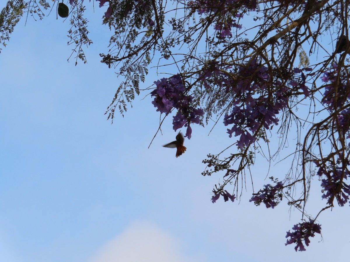 Amazilia Hummingbird - ML644246695