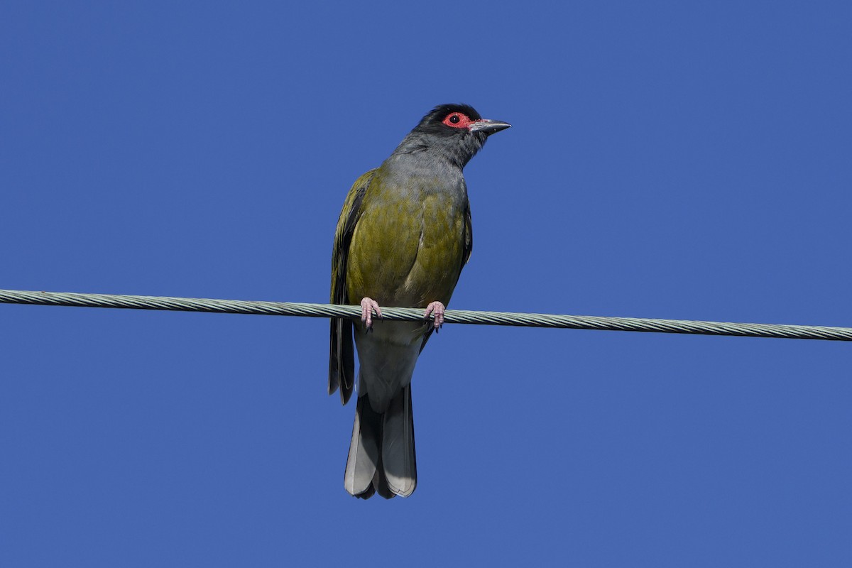 Australasian Figbird - ML644246698
