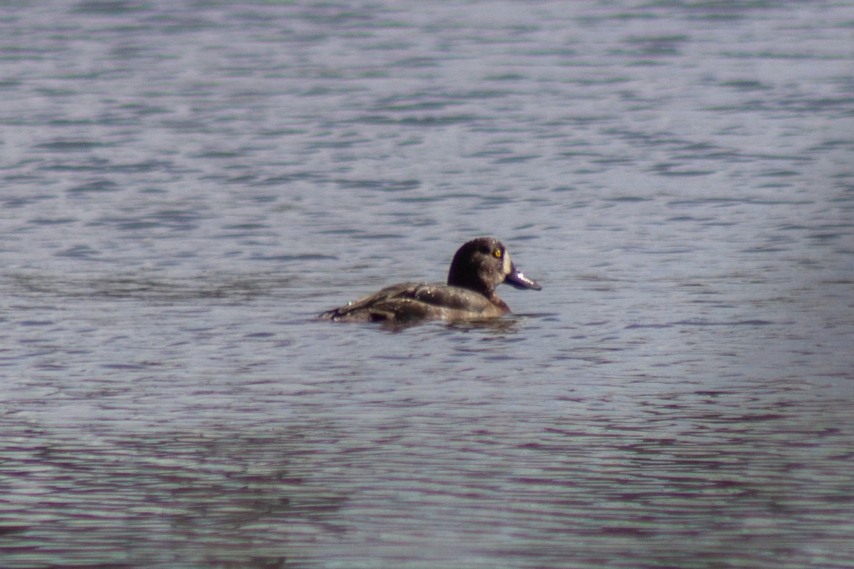Морская чернеть - ML644246741