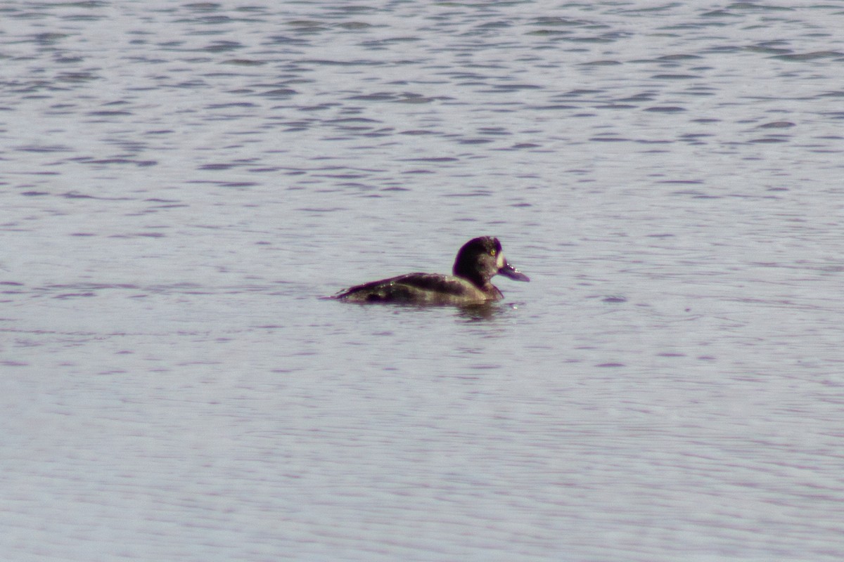 Морская чернеть - ML644246743