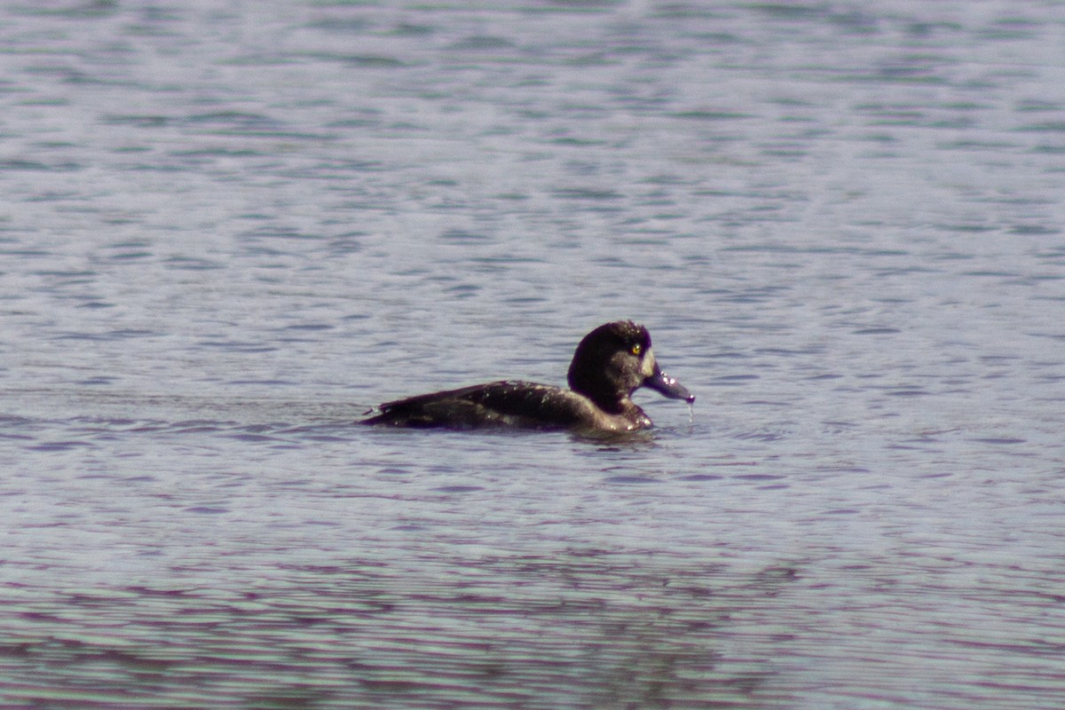 Морская чернеть - ML644246744