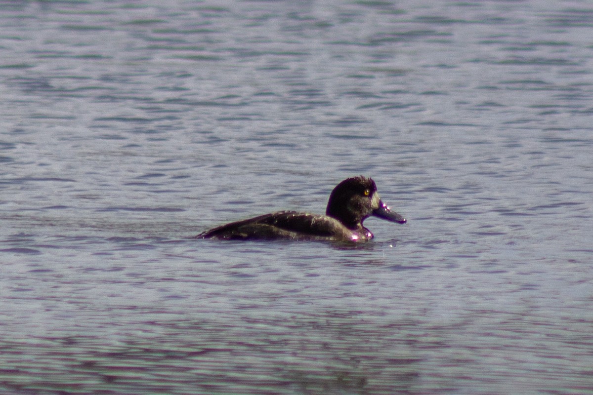 Морская чернеть - ML644246746