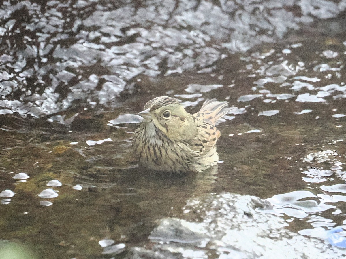 Lincoln's Sparrow - ML644246755