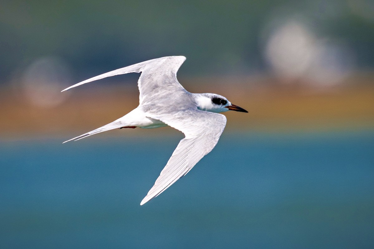 メリケンアジサシ - ML644246806