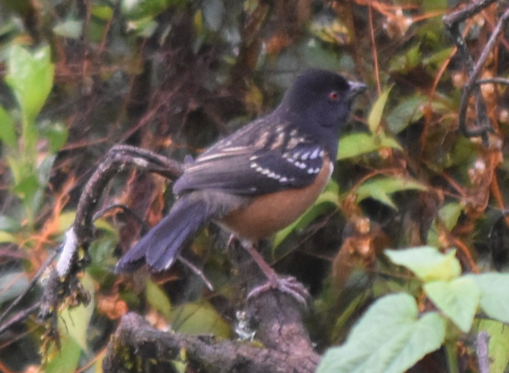 flekktovi - ML644246810