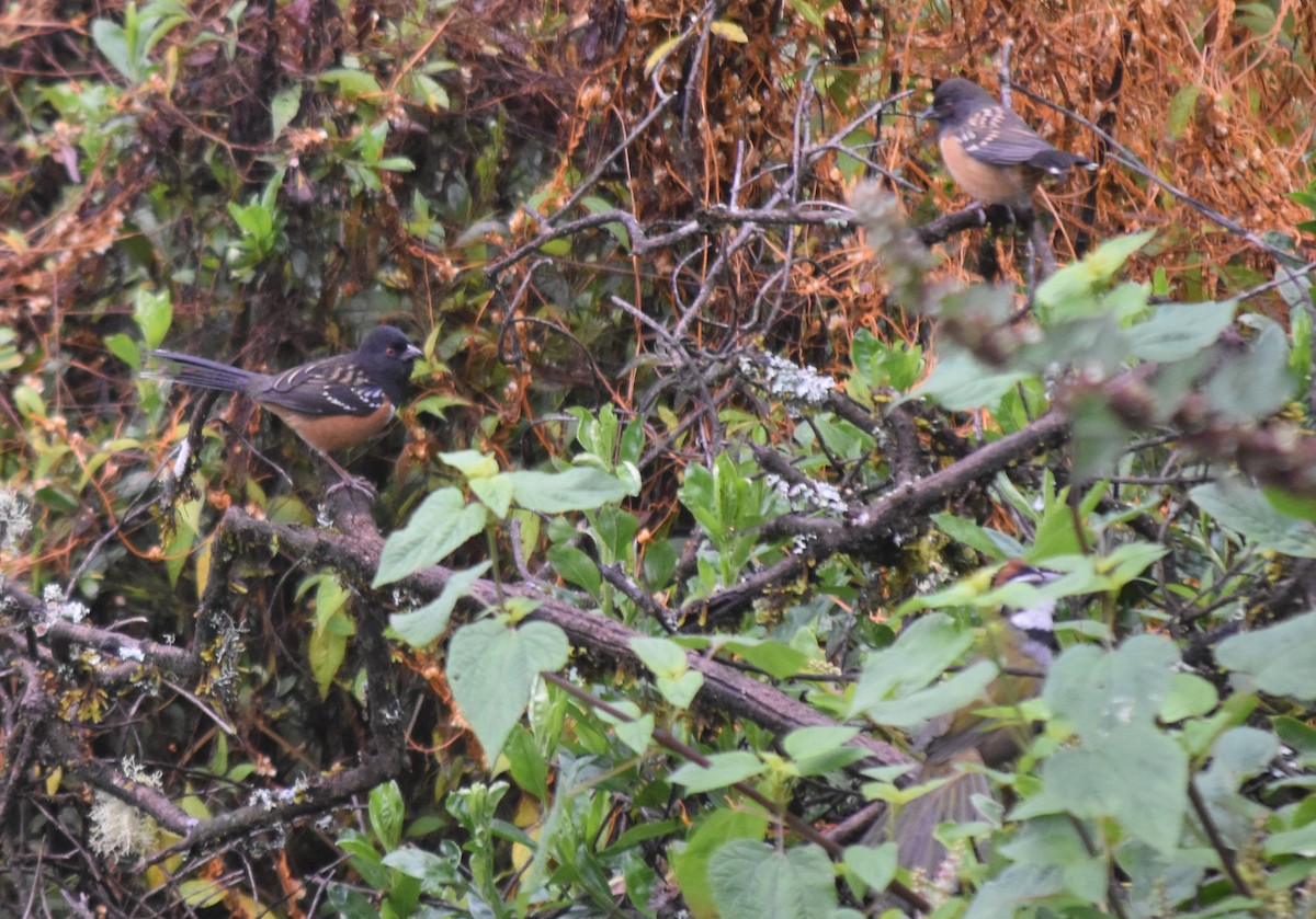 flekktovi - ML644246811