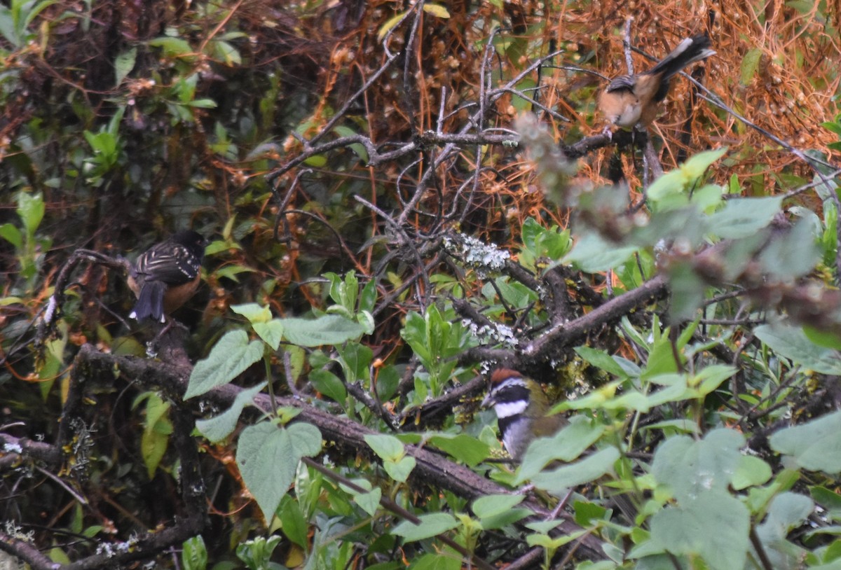 flekktovi - ML644246812