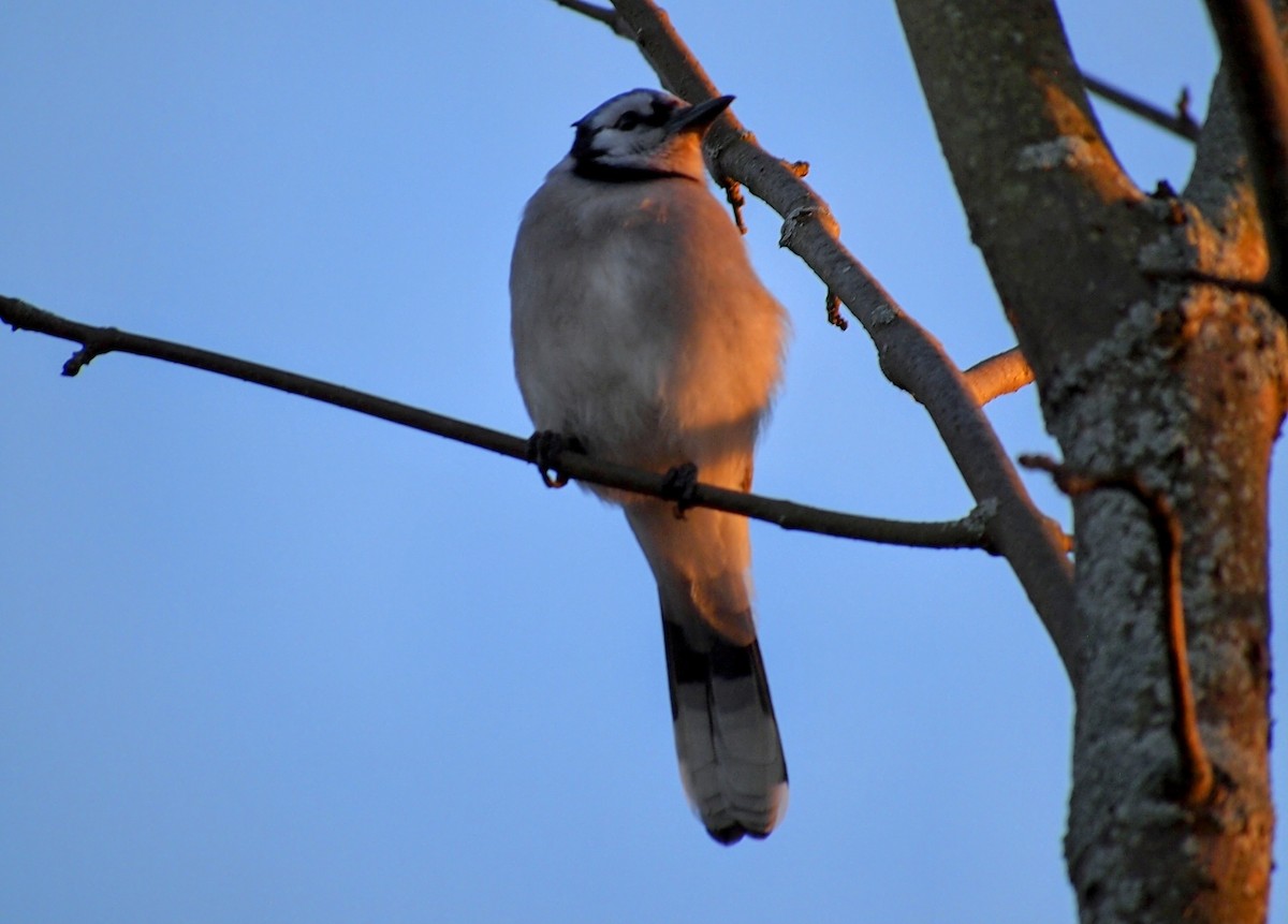 Blue Jay - ML644246826