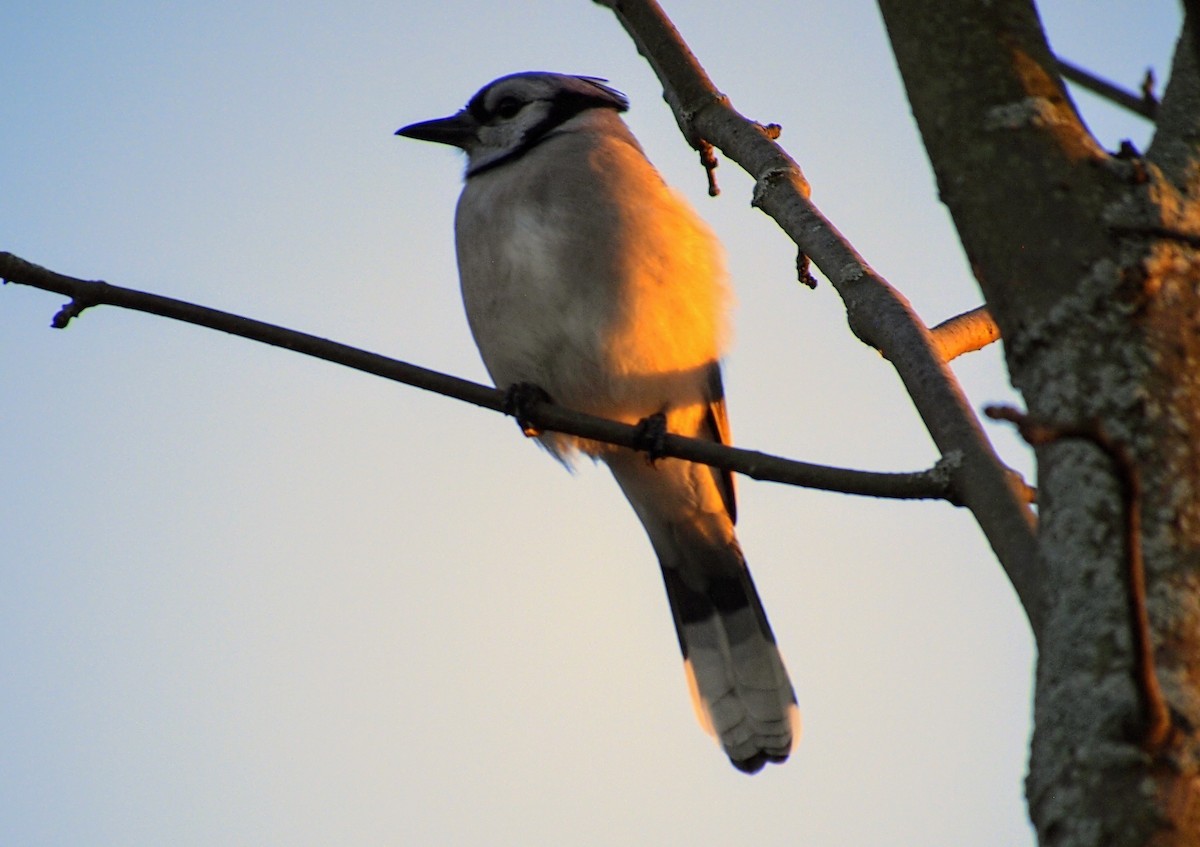 Blue Jay - ML644246832