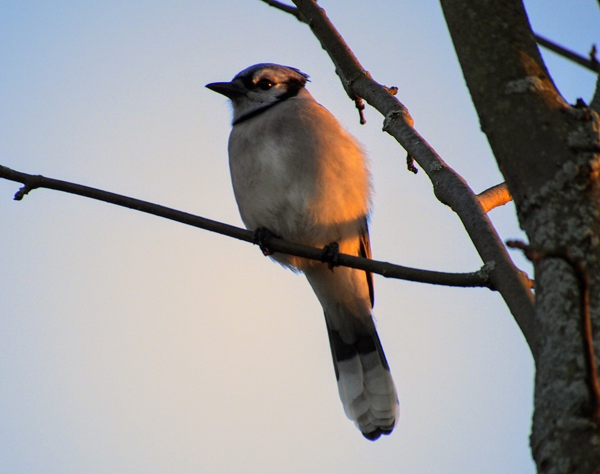 Blue Jay - ML644246833