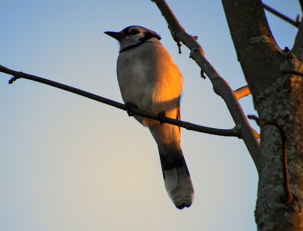 Blue Jay - ML644246844