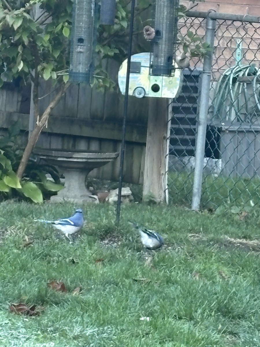 Blue Jay - ML644246848