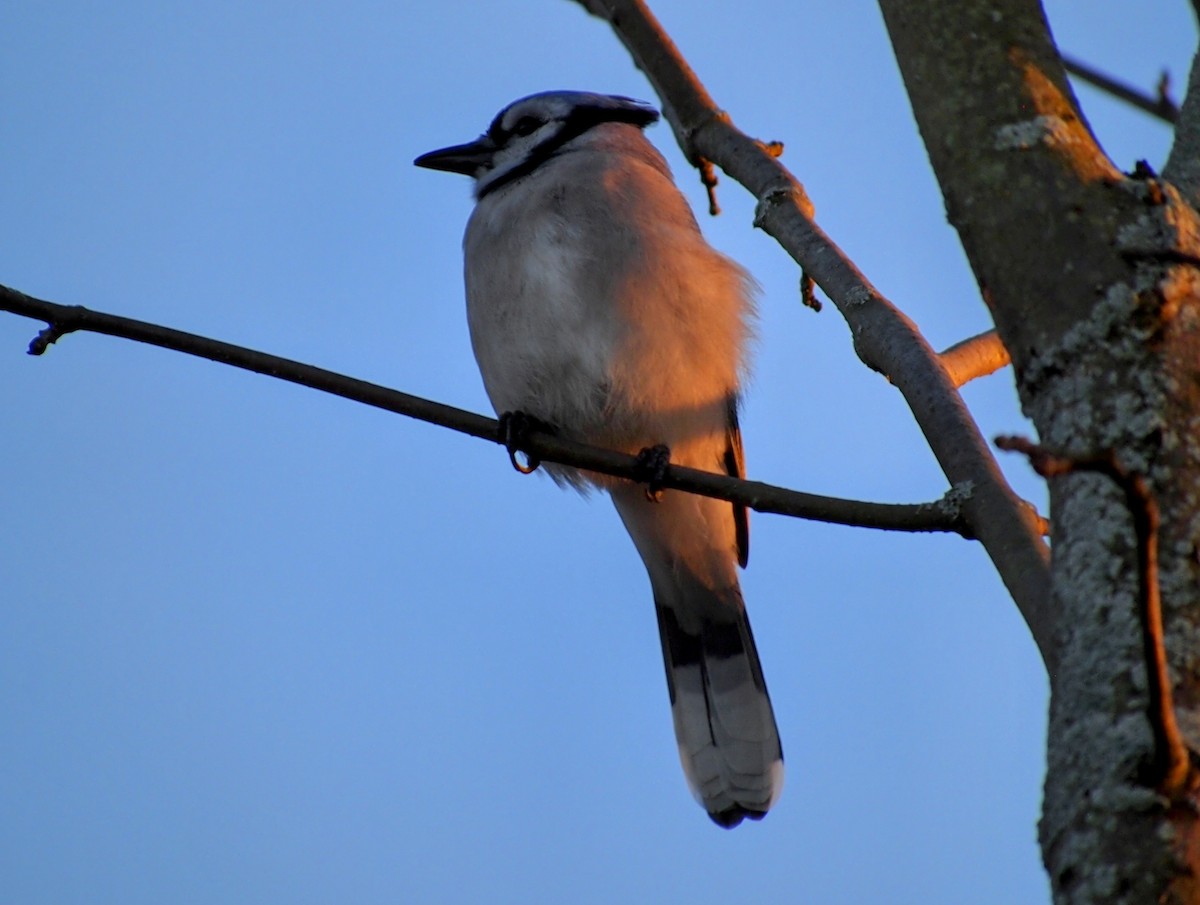 Blue Jay - ML644246859