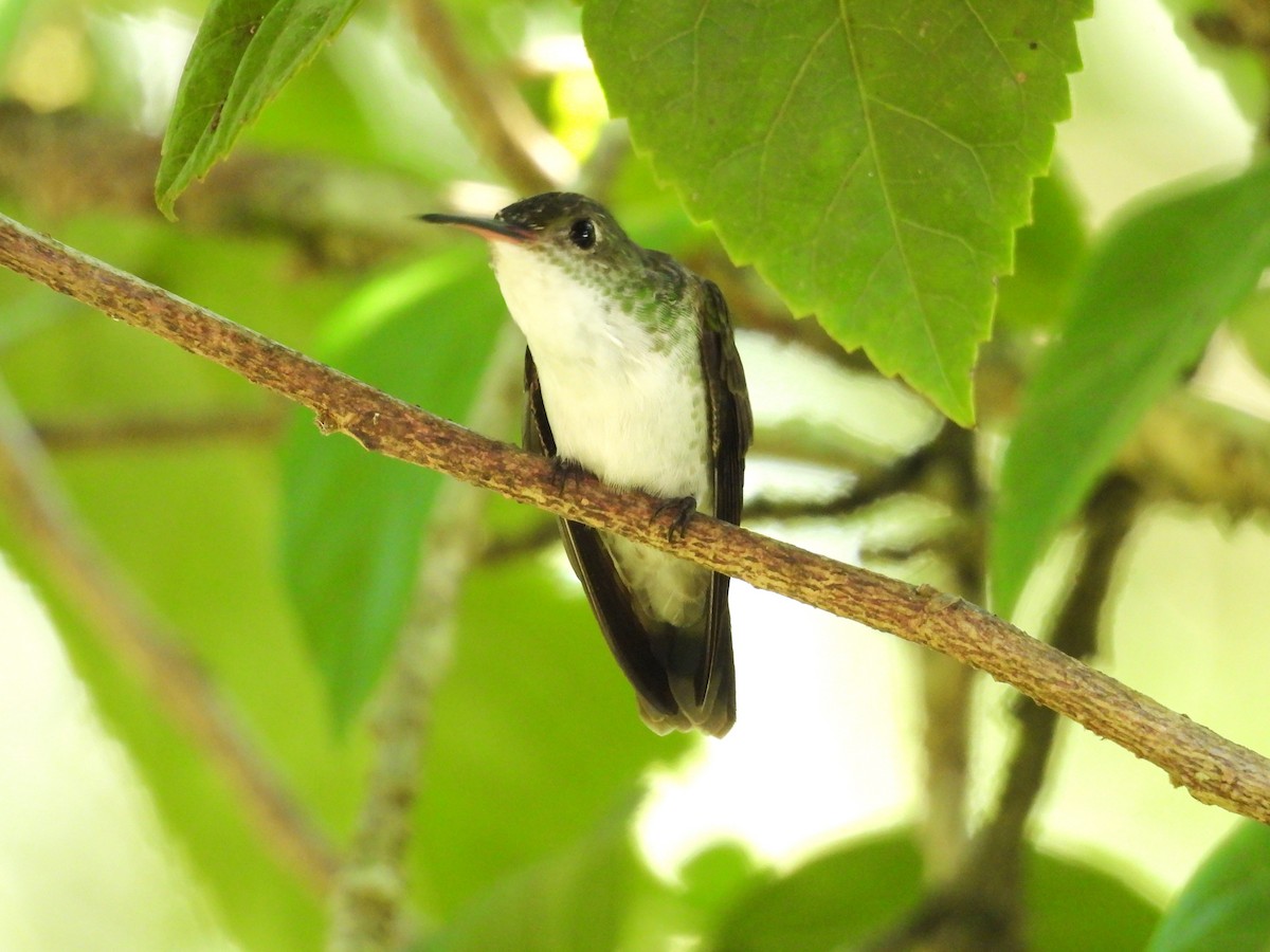 White-bellied Emerald - ML644246862