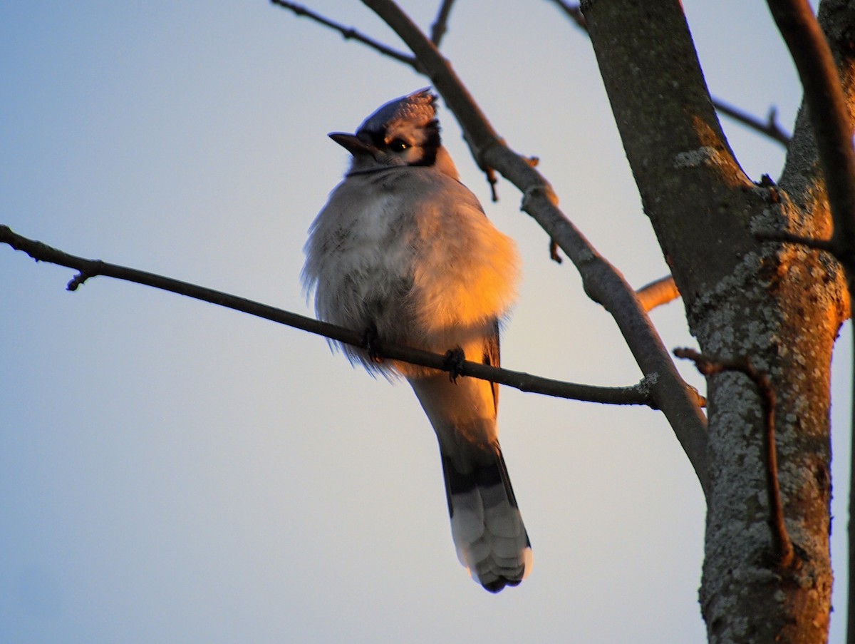 Blue Jay - ML644246865
