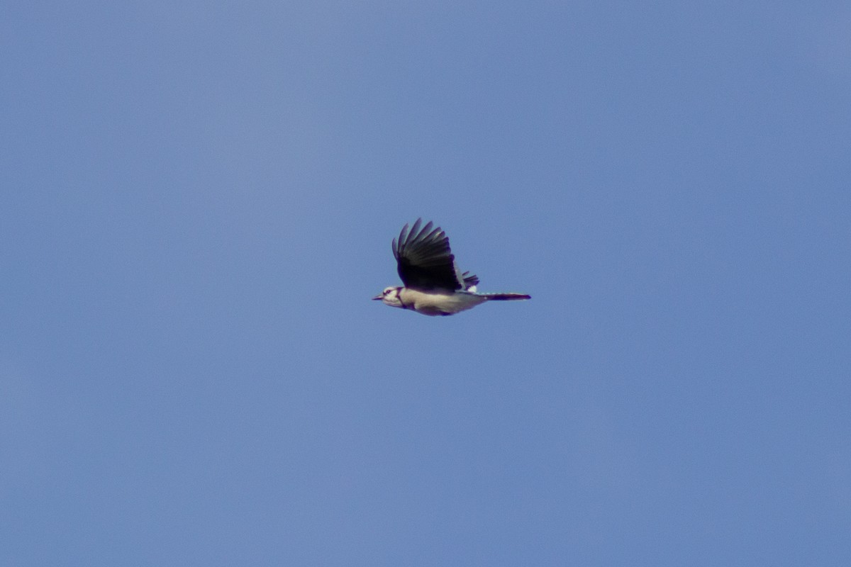 Blue Jay - ML644246866