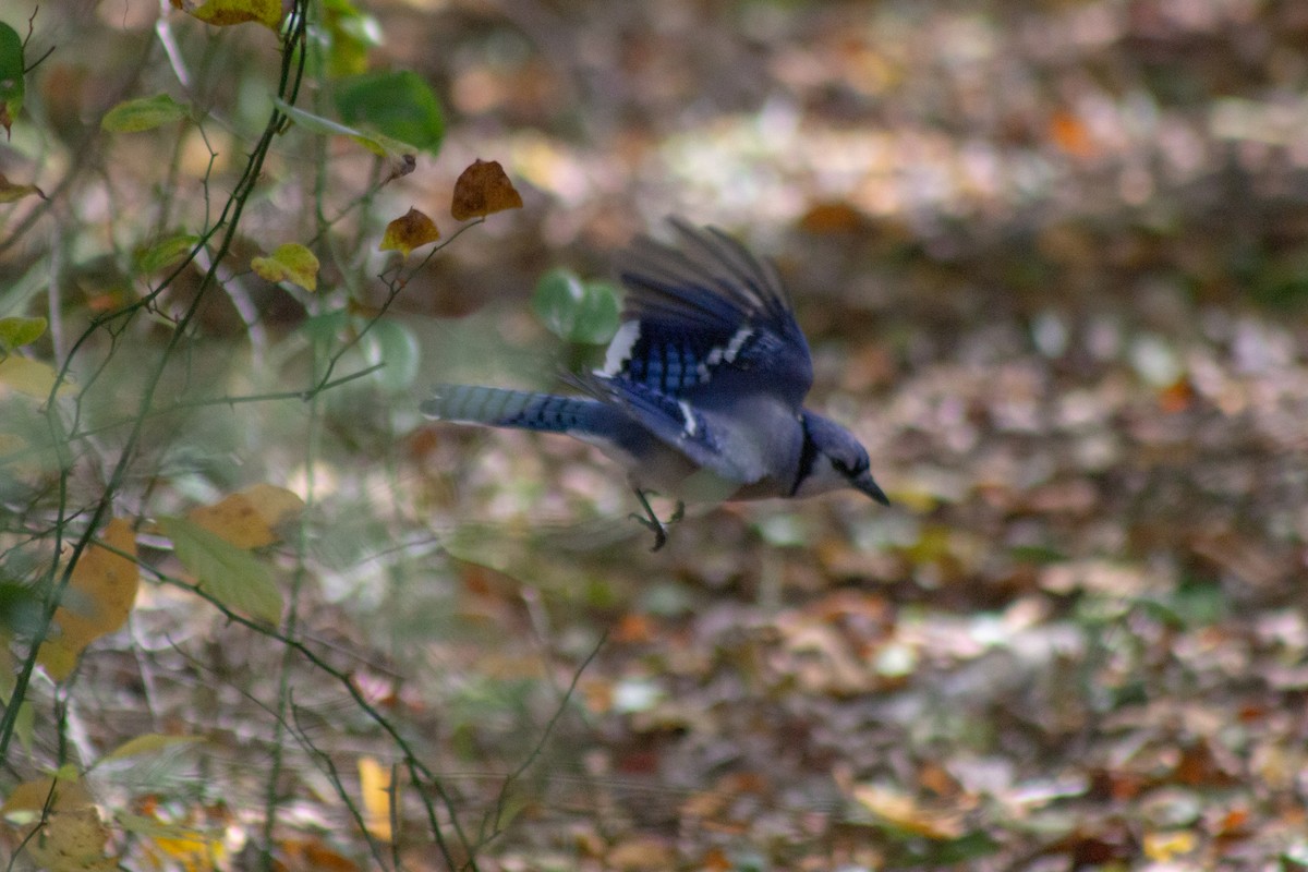 Blue Jay - ML644246867