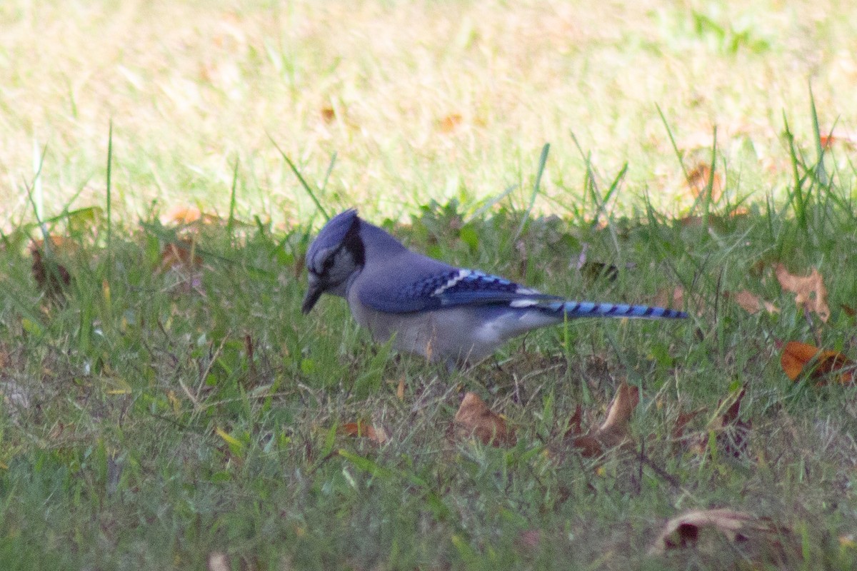 Blue Jay - ML644246868