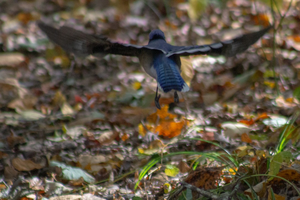 Blue Jay - ML644246869