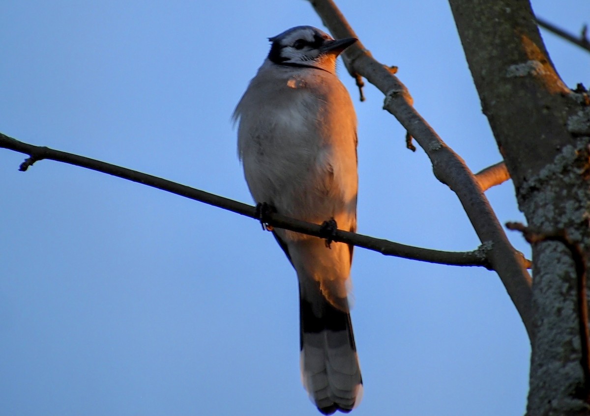 Blue Jay - ML644246871