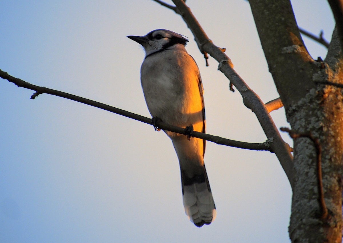 Blue Jay - ML644246882