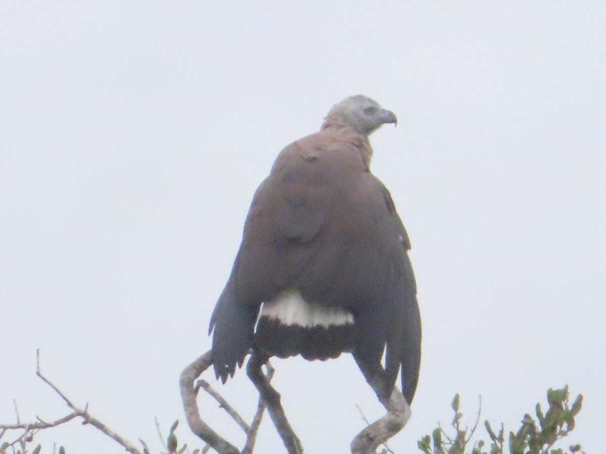 Gray-headed Fish-Eagle - ML644246884