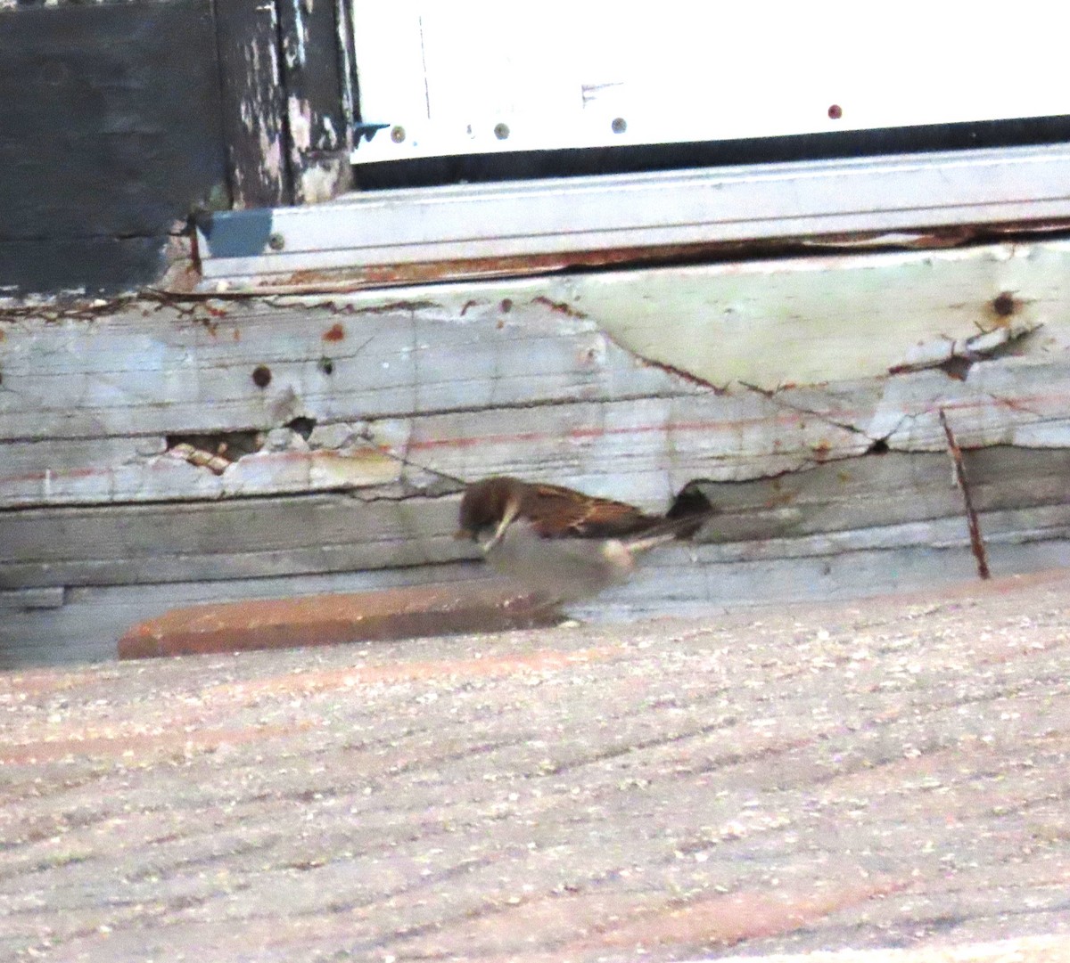 イエスズメ - ML644246888