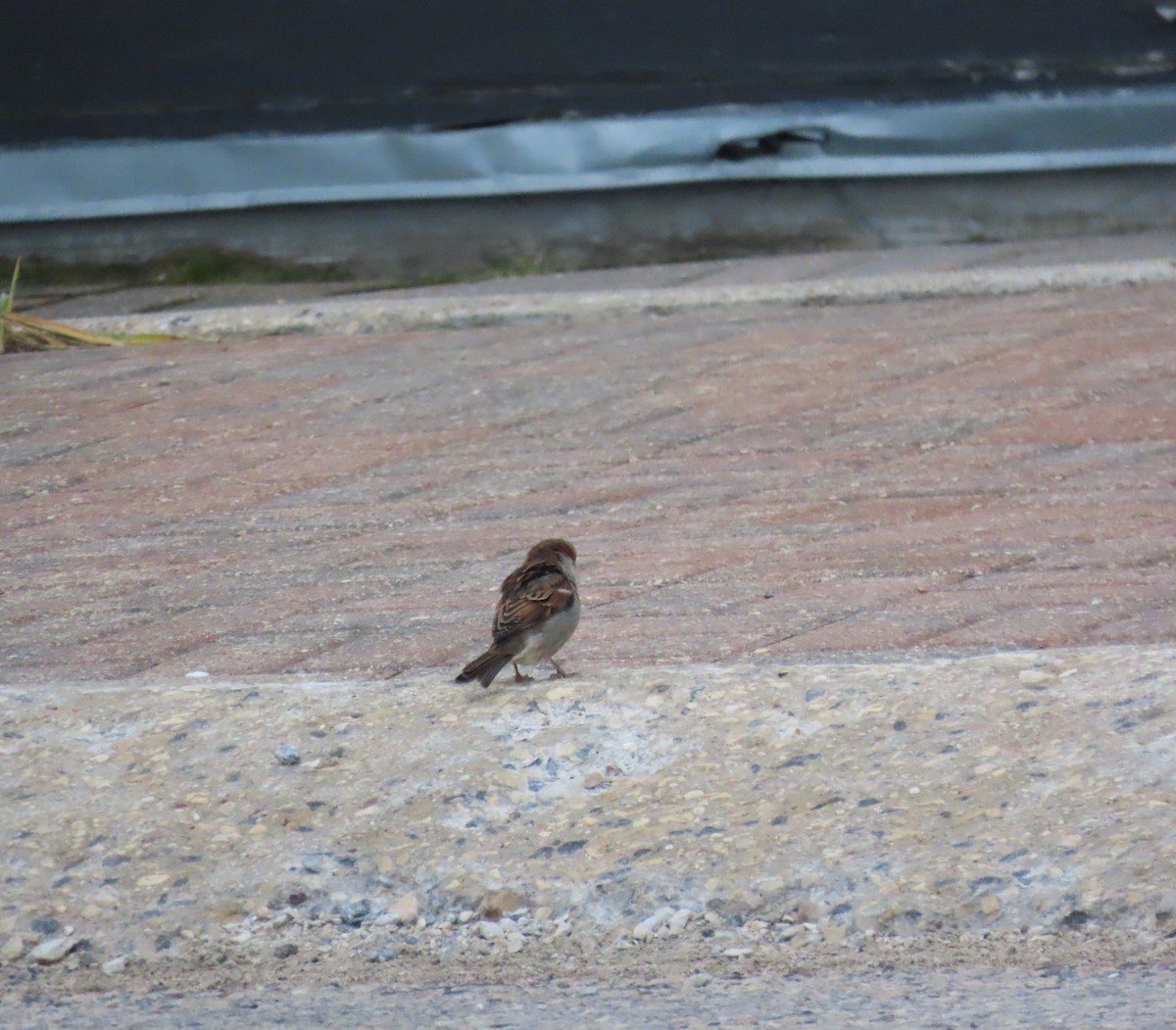 イエスズメ - ML644246889