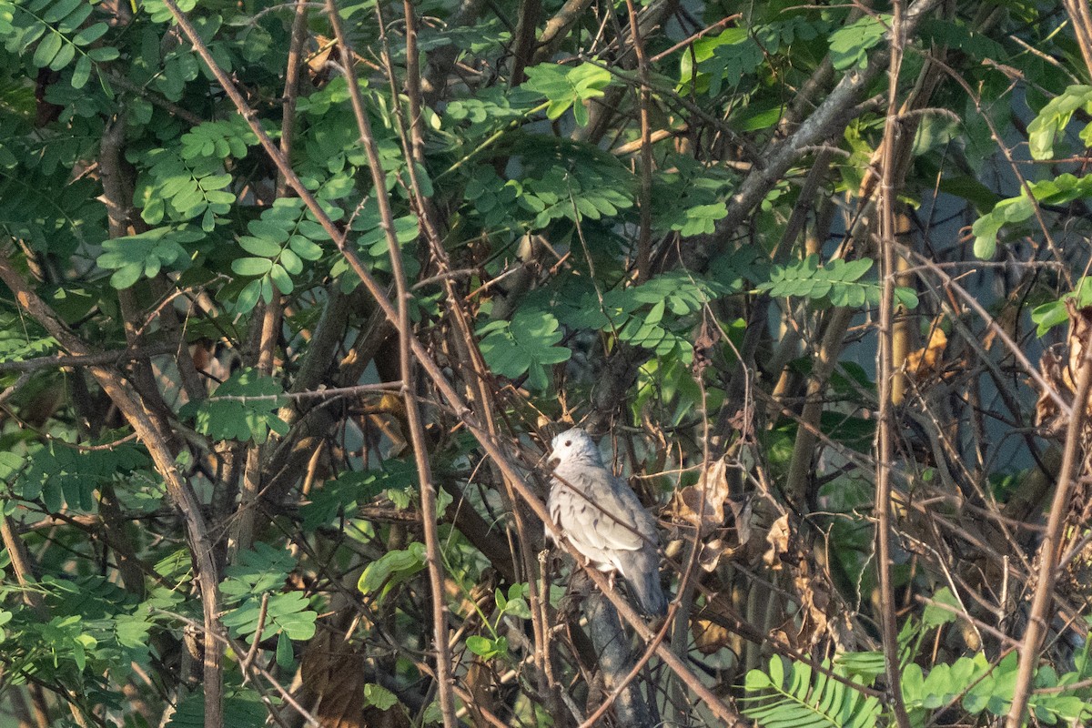 Zwergtäubchen - ML644246903