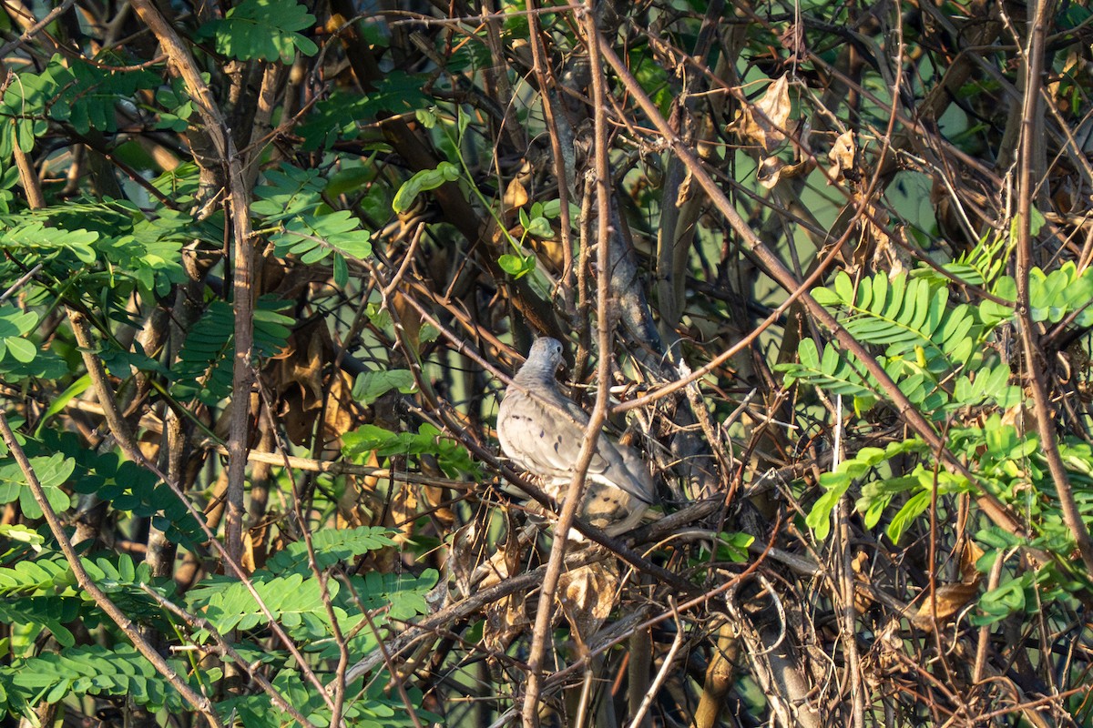 Zwergtäubchen - ML644246904