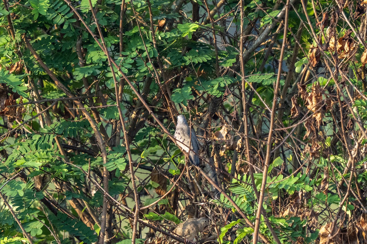 Zwergtäubchen - ML644246905