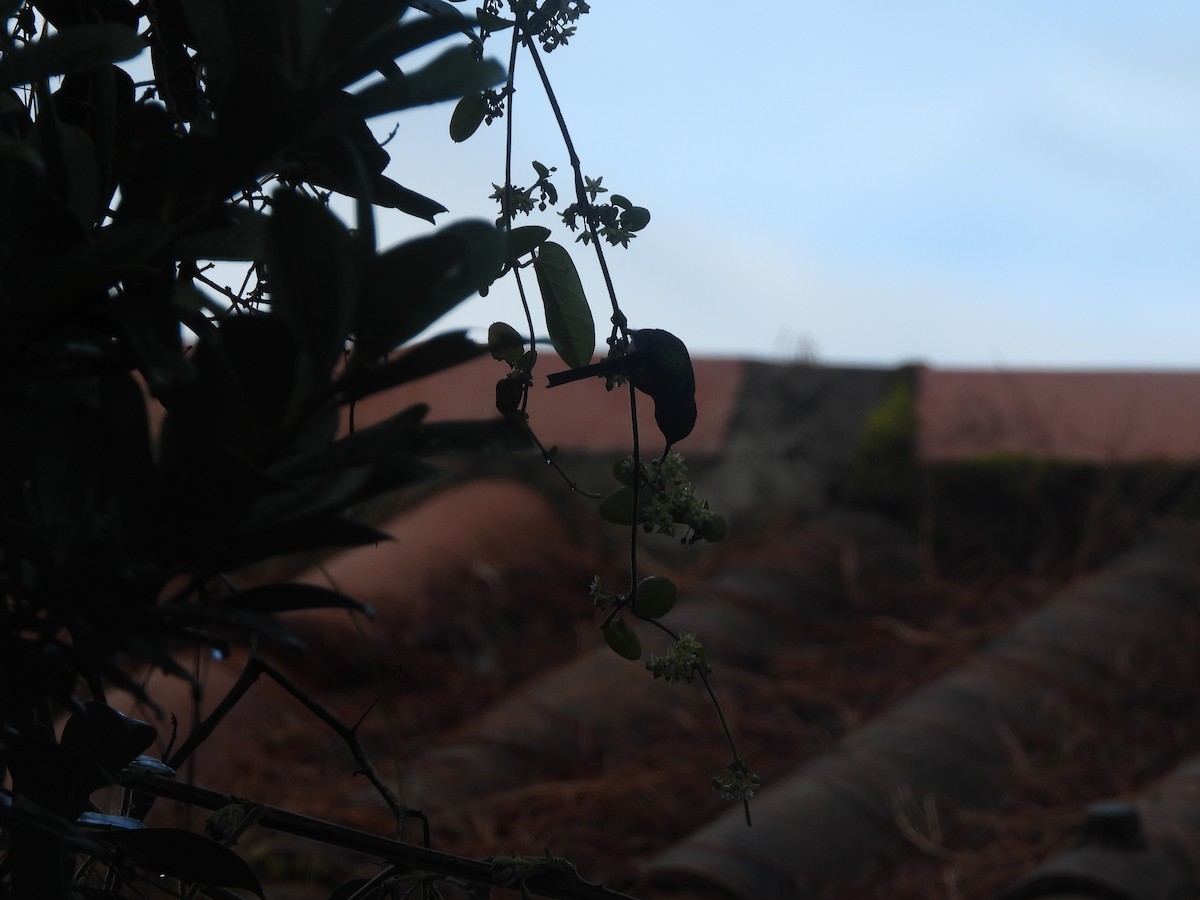 Green-tailed Trainbearer - ML644246920