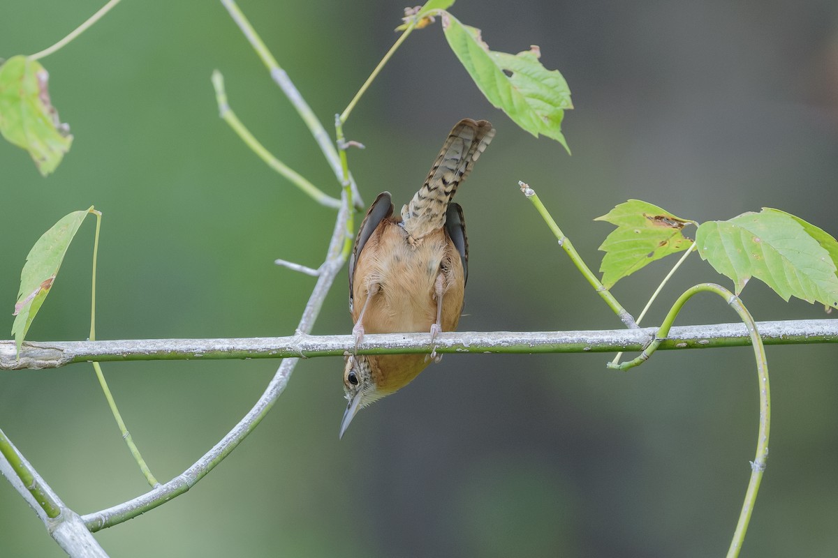 Carolina Wren - ML644246923