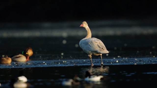 Лебідь чорнодзьобий (підвид columbianus) - ML644246928