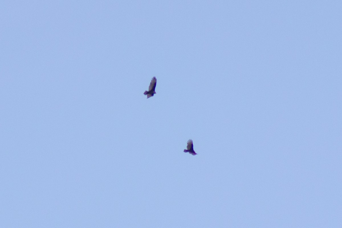 Turkey Vulture - ML644246931