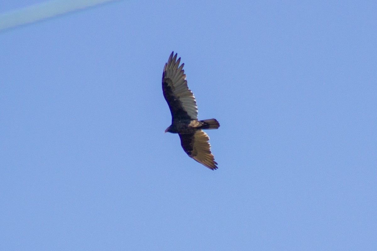Turkey Vulture - ML644246932
