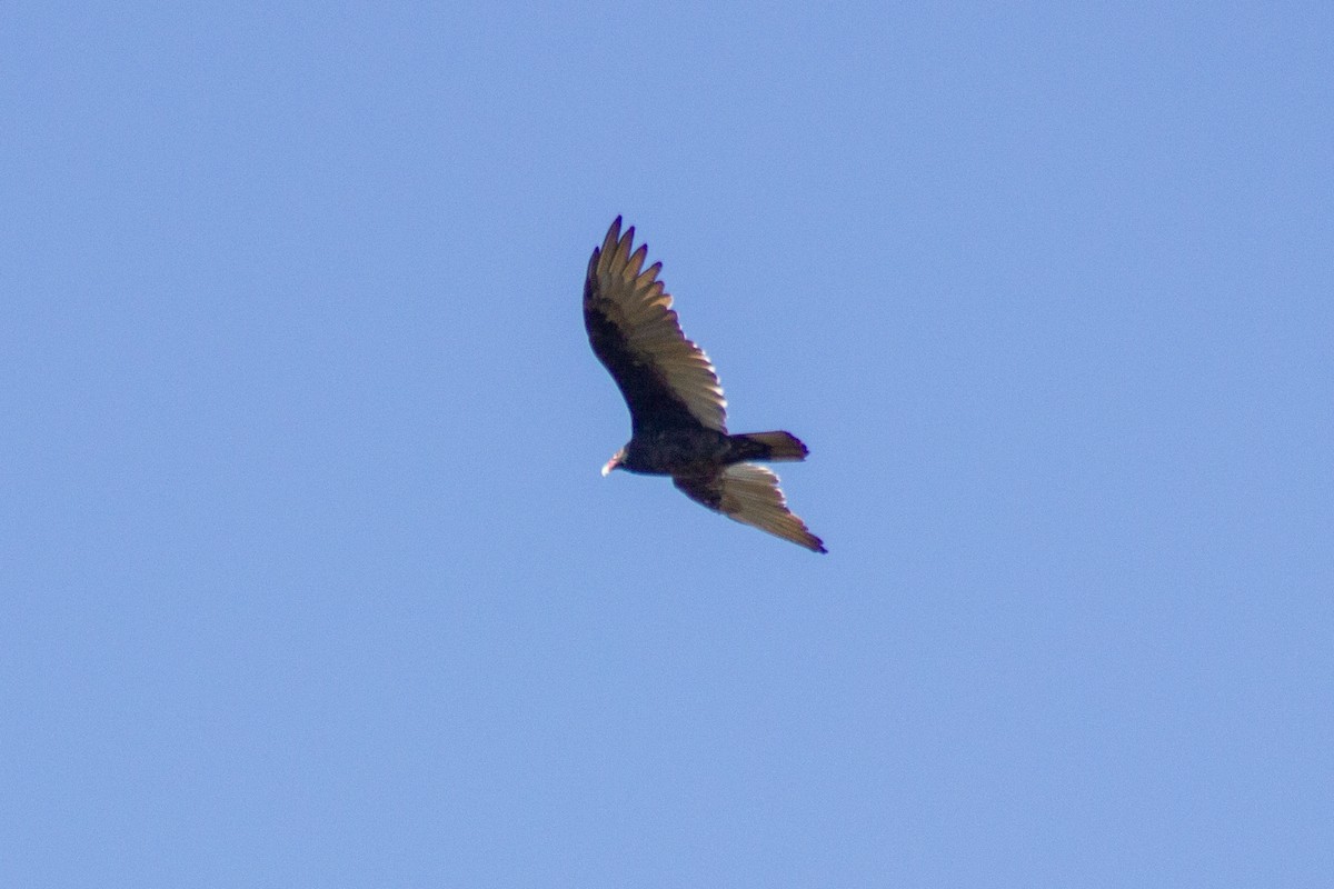 Turkey Vulture - ML644246933