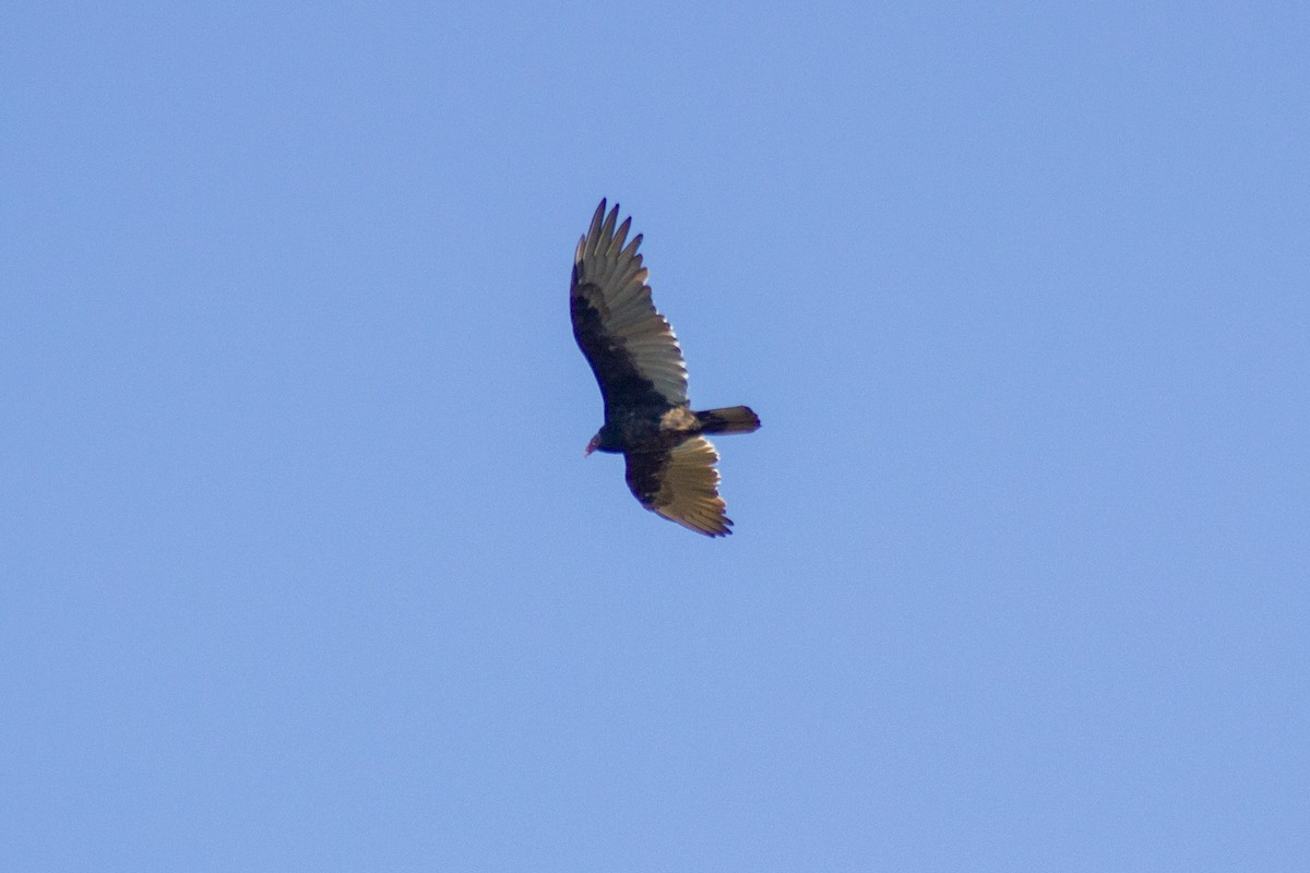 Turkey Vulture - ML644246934