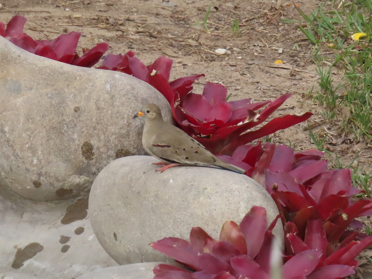 kvekkedue - ML644246935