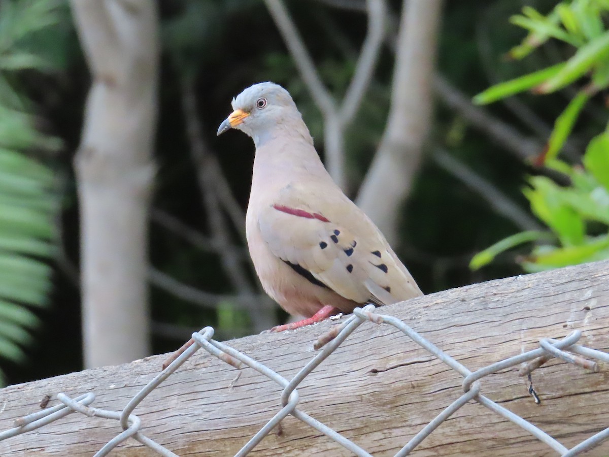 kvekkedue - ML644246936